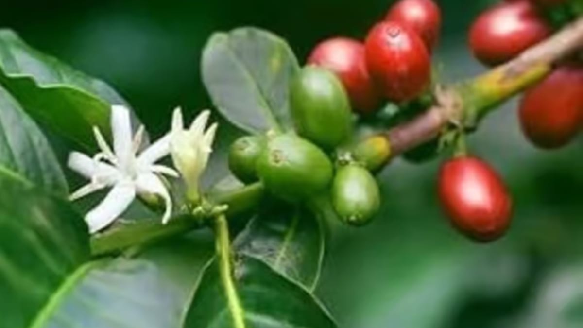 From Flower to Cherry