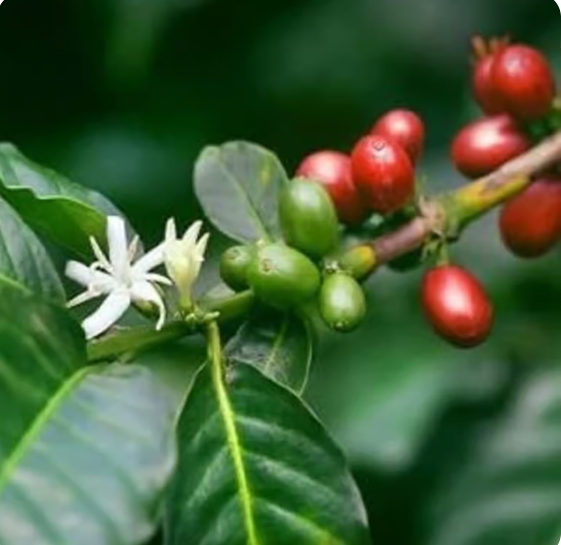 From Flower to Cherry